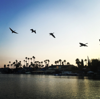 Grand Canyon - Birds flying high, you know how I feel