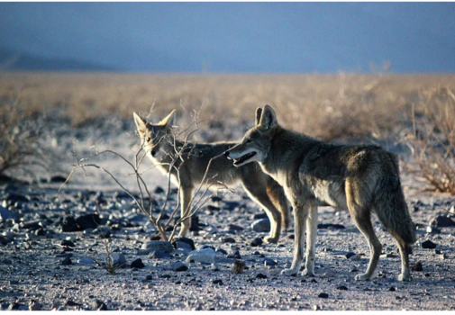 Verenigde Staten - Coyote