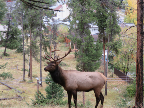 Jasper National Park - wapiti