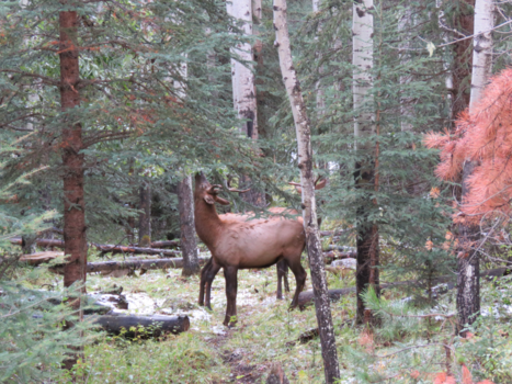 Jasper National Park