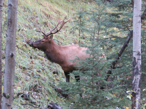 Jasper National Park