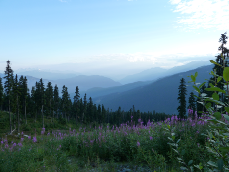 Jasper National Park - jasper in the morning