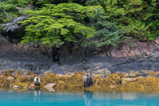 Vancouver Island - Krabbetjes zoeken bij laag water!