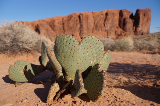 Verenigde Staten - Love in the desert