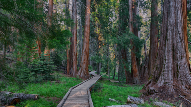 Verenigde Staten - Around the Meadow (Sequoia National Park)