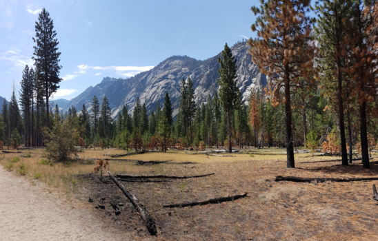 Verenigde Staten - Kings Canyon & Sequoia NPs