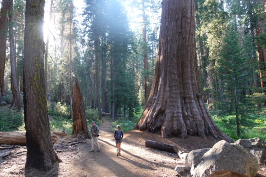 Verenigde Staten - Sequoia NP