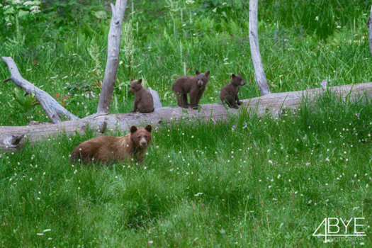 Verenigde Staten - Sequoia NP