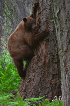 Verenigde Staten - Sequoia NP