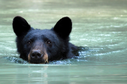 Canada - gone for a swim