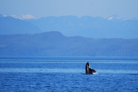Canada - Orka bij Telegraph Cove
