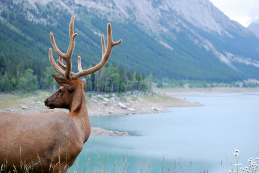 Canada - Wapiti in Jasper NP