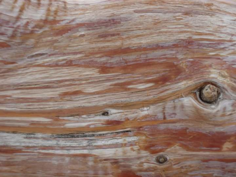 Grand Canyon - Prachtig gekleurde boomstam in de Grand Canyon