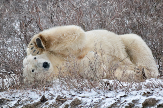 Churchill - Hi there!