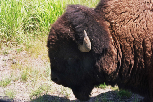 Verenigde Staten - Yellowstone