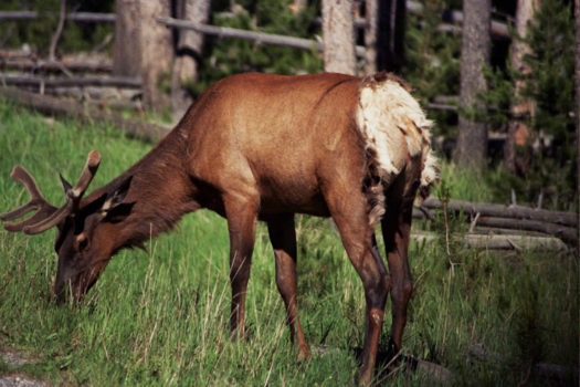 Verenigde Staten - Achterwerk