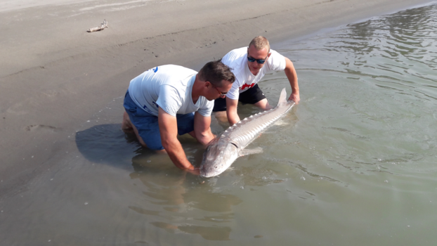Canada - Big catch (Chilliwack/ Fraser River)