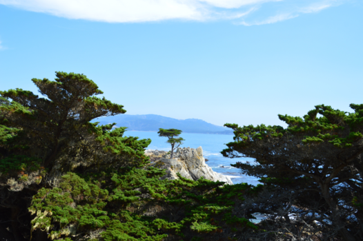Verenigde Staten - De Lone Cypress Tree langs de 17 mile drive