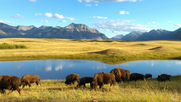 Canada - Canadian wild-west