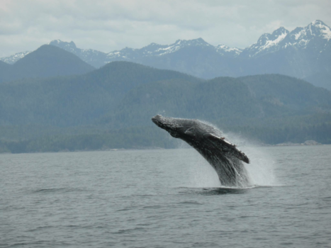 Vancouver - Jumping humpback
