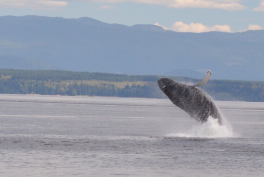 Vancouver Island - Free Humpie!