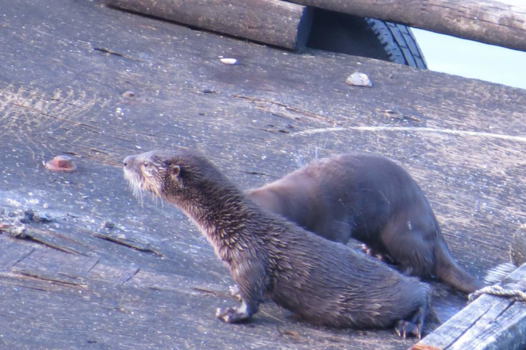 Vancouver Island - Nieuwsgierige zee ottertjes