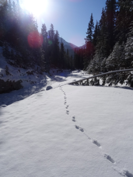 Banff National Park - Banff National Park - De tweede bezoeker