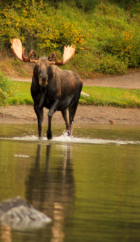 Jasper National Park - Moose