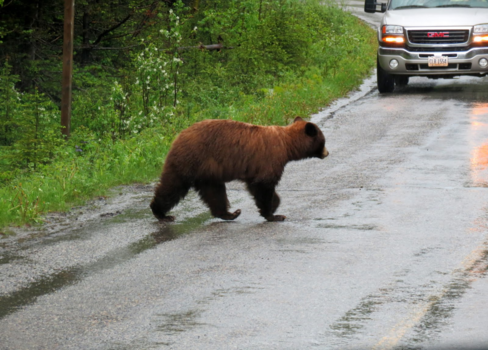 Vancouver - Beren op de weg