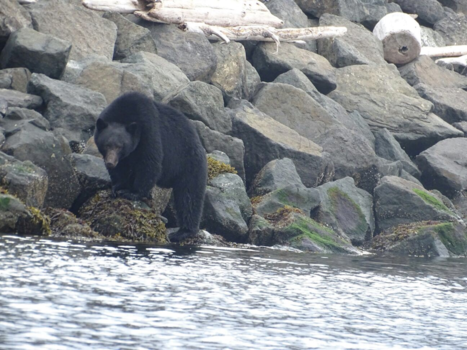 Canada - Black Bear in the port of Campbell River