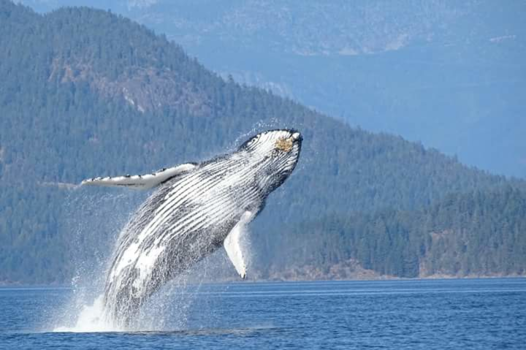 Campbell Rivier - Whalewatching Vancouver Island