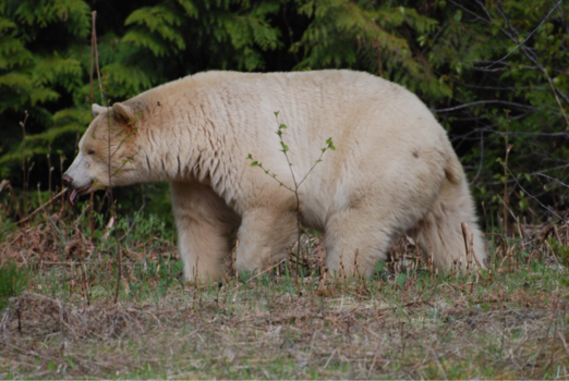 Canada - Bijzondere reis - zéér bijzondere beer!