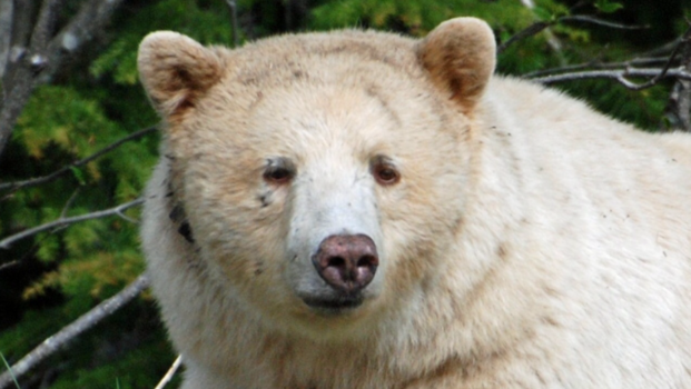 Canada - De Kermodebeer - één van onze mooiste ontmoetingen, zeker de zeldzaamste!