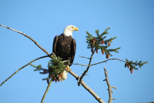 Vancouver Island - Bald Eagle @ Vancouver Island