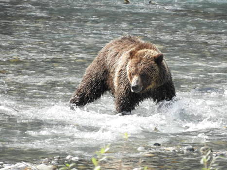 Campbell Rivier - Waiting for the best Salmon.....