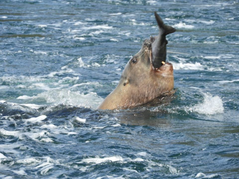 Vancouver Island - Swallowed.....