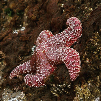 Vancouver Island - Sealife at longbeach