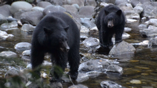 Victoria (Canada) - Bears