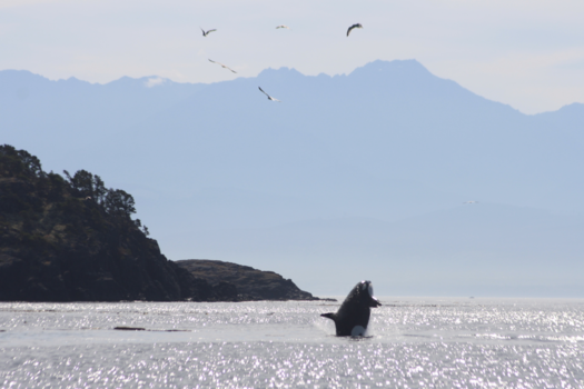 Canada - Killer whale jumping - Victoria, Vancouver Island