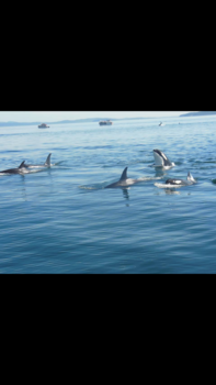 Victoria (Canada) - Orka family