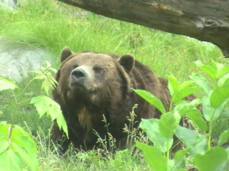 Canada - Close encounter
