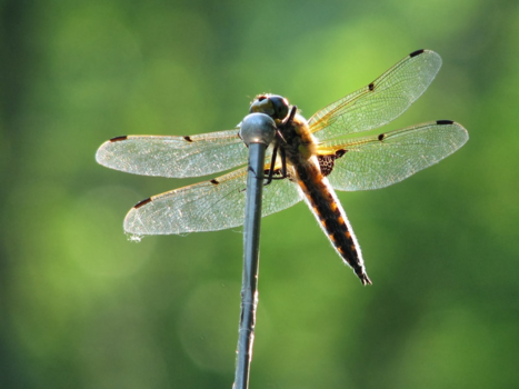 Canada - Libelle (opweg naar dinopark)