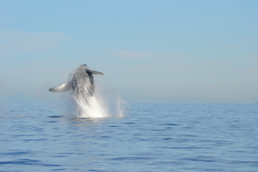 Canada - springende walvis