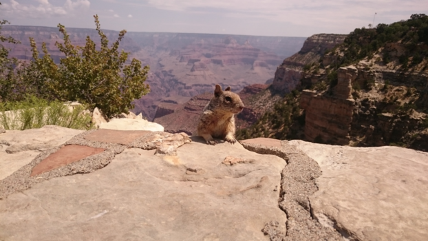 Grand Canyon - Curious little animal in a big world