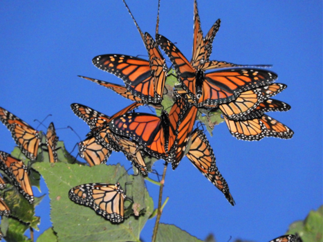 Canada - Butterflies