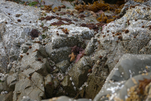 Vancouver Island - Starfish at longbeach