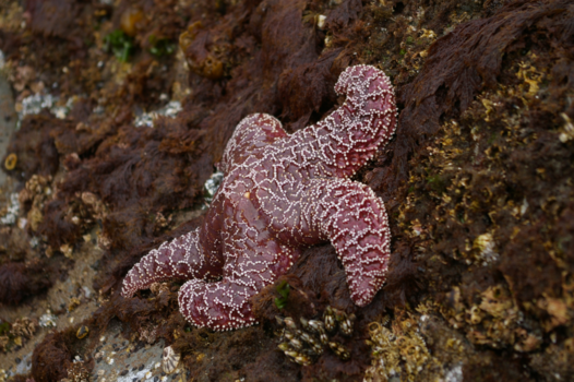 Vancouver Island - Starfish