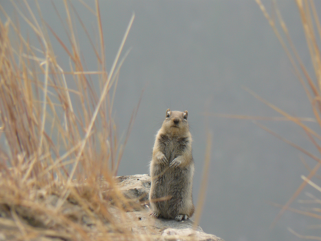 Canada - Strike a pose - Myra Canyon Kelowna