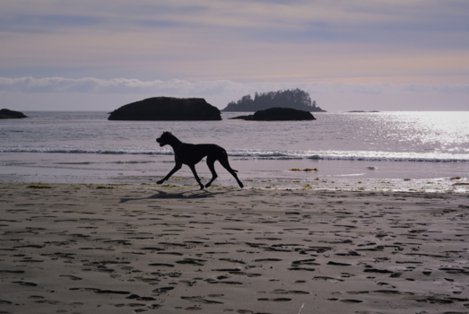 Tofino - Hond op strand bij Tofino (west Canada)