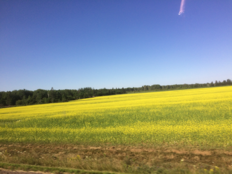 Canada - Mosterdgeel